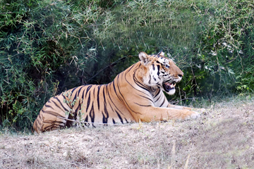 Top Tourist place in Bangalore Bannerghatta Biological Park
