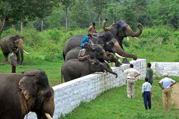 Images of Dubare Elephant Camp Coorg