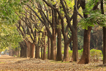 Top Tourist place in Bangalore Cubbon Park